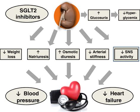 Diverse Effects Of Sglt Inhibition Including A Reduction In