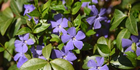 Les Plantes Les Plus Faciles Entretenir Au Jardin Marie Claire