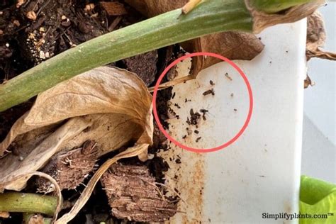 Can Flies Lay Eggs In Your Houseplants? » Simplify Plants