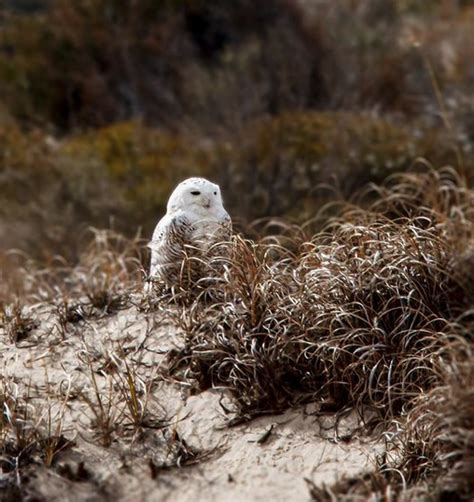 North Carolina Rare Bird Alert A Snowy Owl Encounter In The Outer