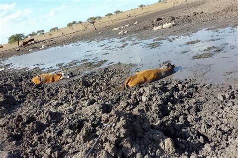 Sequía Pérdidas Por Más De 130 000 Millones En Corrientes Diario El