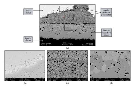 A The Sem Micrographs Of The Cross Section Of The Aisi 304 At 1000°c