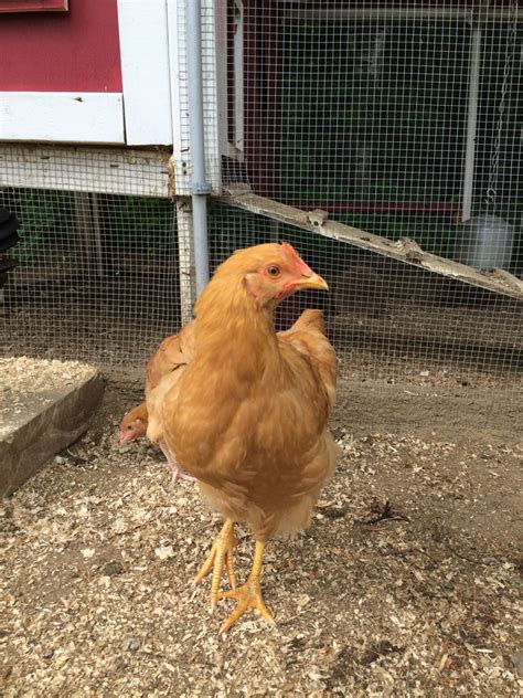 12 Week Old Buff Orpington Or Buff Rock Pullet Or Cockerel Backyard Chickens Learn How To