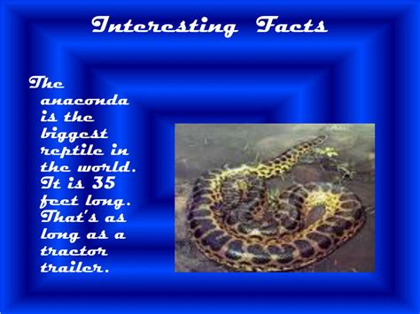 Fun Facts About Anacondas Mental Floss