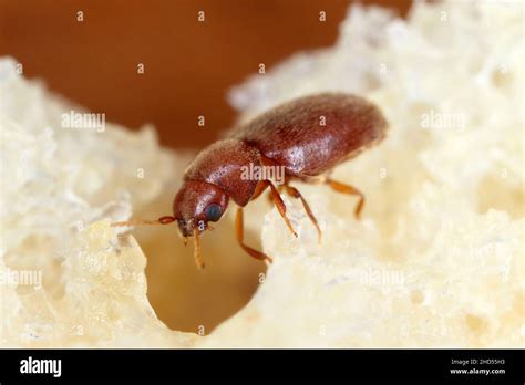 Lasioderma Serricorne Commonly Known As The Cigarette Beetle Cigar