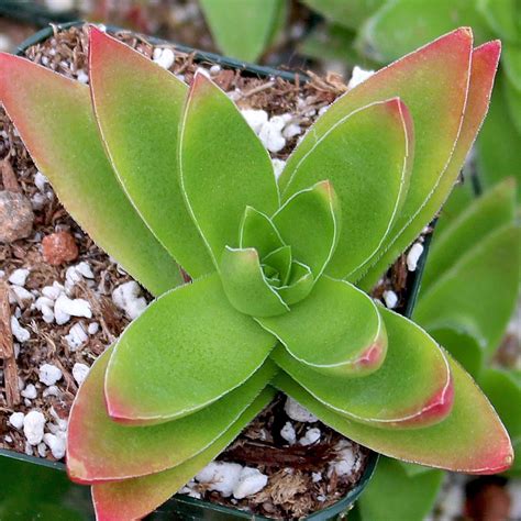 Crassula Capitella Mountain Crest Gardens