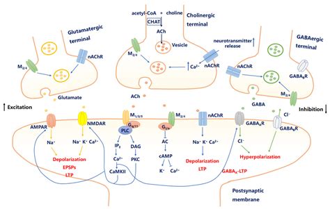 Molecules Free Full Text Cholinergic Signaling Neural Excitability