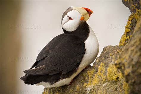 Horned Puffin Pictures And Photos Photography Bird Wildlife