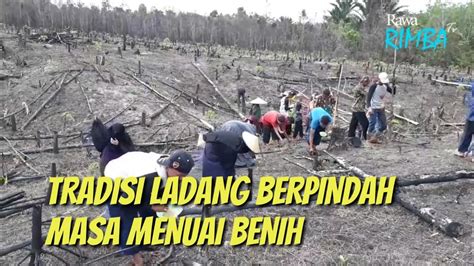 Tradisi Ladang Berpindah Di Kalimantan Barat Youtube