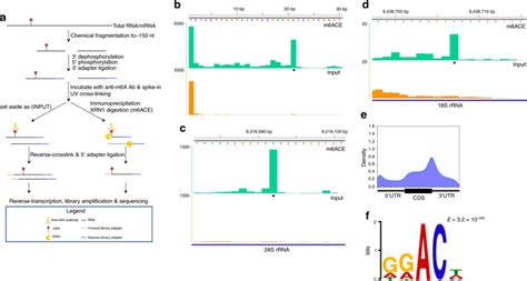 Atlas Of Quantitative Single Base Resolution N6 Methyl Adenine