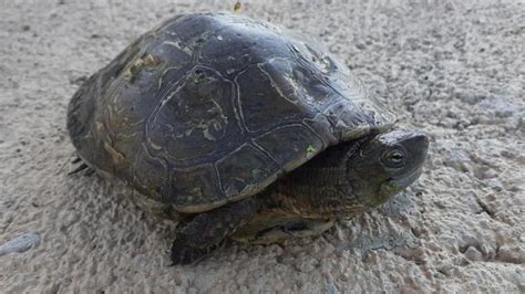 Localizan Dos Ejemplares De Un Galápago En Peligro De Extinción En El