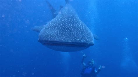 Learn To Dive Gold Coast Raja Ampat And Lembeh