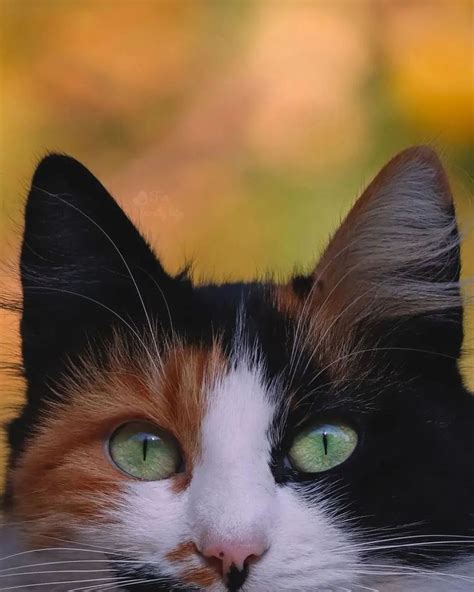 A Close Up Shot Of A Calico Cat Calico Cat Cute Animals Cats