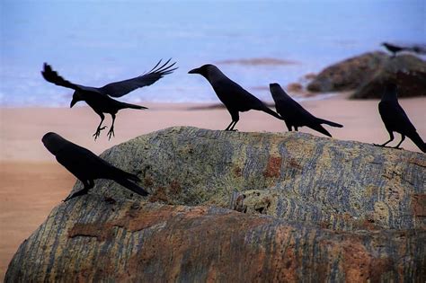 Rabe Strand Ozean Blau schwarz Kreuzfahrt Wasser Vögel im Flug