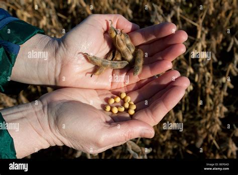 Soybeans Mature Ripened Saginaw County Michigan USA By Dembinsky
