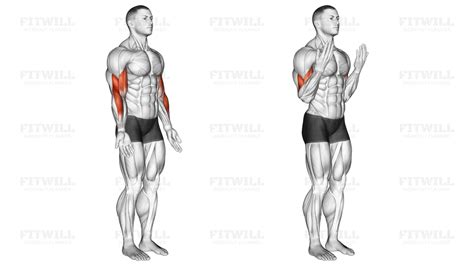 Elbow Flexion Articulations Guide Techniques Benefits How To