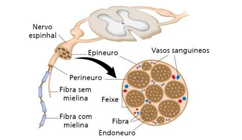 Nervos Do Corpo Humano Toda Matéria