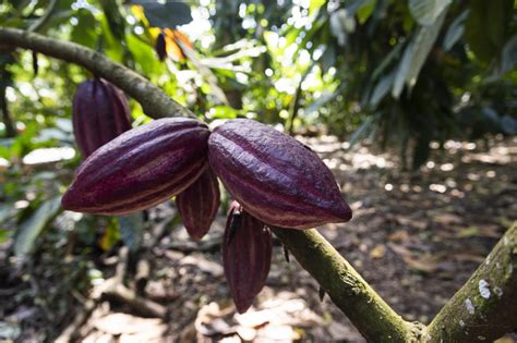 Cacao Org Nico Desde La Siembra Hasta La Exportaci N