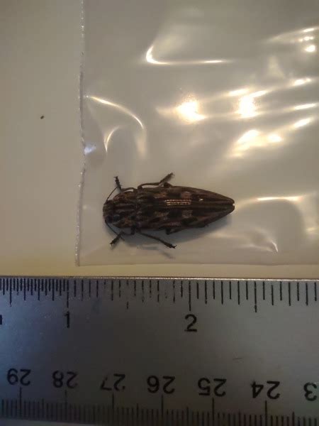 Report 5092 Report Sculptured Pine Borer Chalcophora Angulicollis