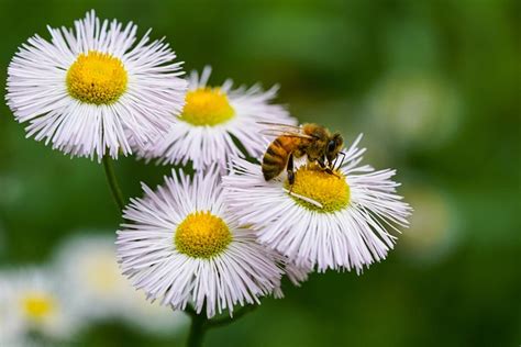 Bee Flowers Pollination Free Photo On Pixabay Pixabay