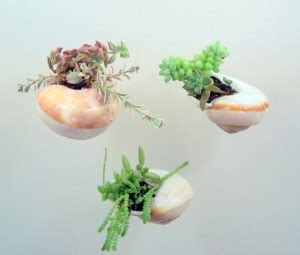 Unusual Air Plants - Home Decoration Inspiration Ideas and Gifts