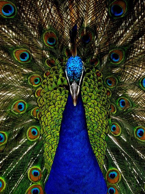 137 best PEACOCKS images on Pinterest | Beautiful birds, Exotic birds ...