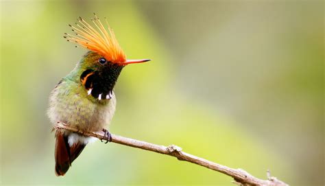 Birding in Lima & Photography Tours - Ecologística Perú