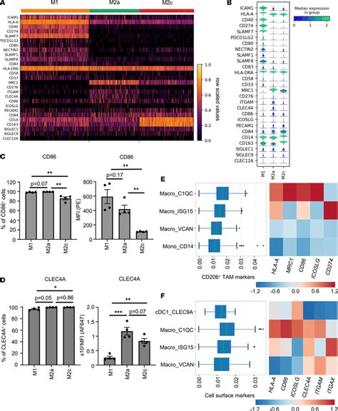 Cd Macrophages Express A Unique Cell Surface Repertoire A