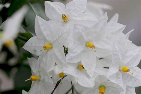 Weißer Jasmin Sommerjasmin Solanum laxum Jasminoides Pflege