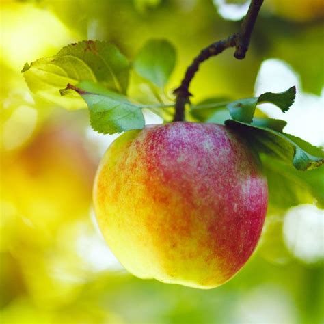 Starkspur® Winter Banana Antique Apple Tree Stark Bros