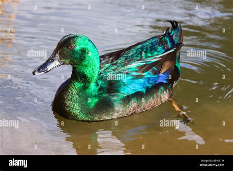 Cayuga Duck 2 Stock Photo - Alamy