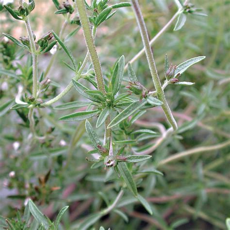 Summer Savory Herb Seed 1 Gram Territorial Seed