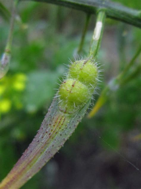 Sinapis alba | Manual of the Alien Plants of Belgium