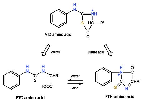 Edman Degradation: Chemistry, Steps, Limitations, Uses