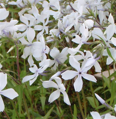 G Rtnerei Staudenspatz Wald Phlox White Perfume Phlox Divaricata