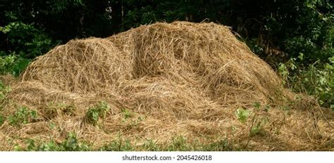 dry paddy field images stock  vectors shutterstock