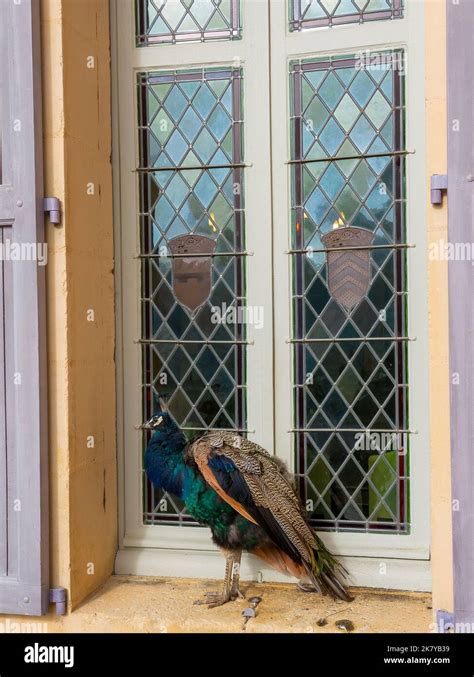 Close Up Of A Male Indian Peafowl Peacock Pavo Cristatus With