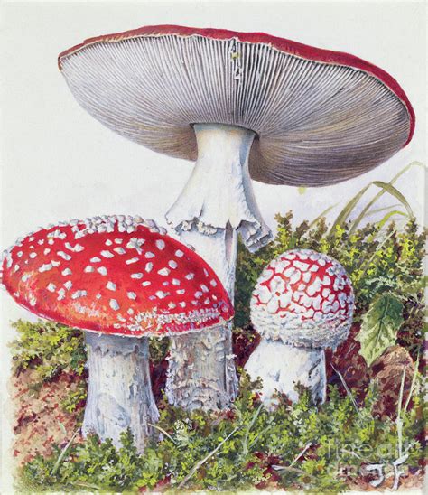 Study Of Fungus Painting By Josef Fleischmann Fine Art America