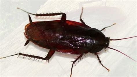 Most Common Types Of Roaches With Pictures To Identify Them