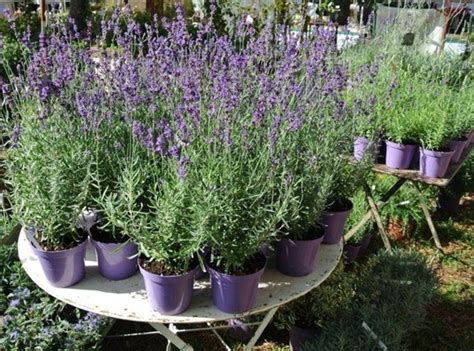 Come Piantare La Lavanda Passi