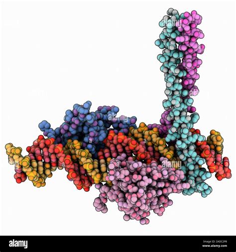 Human Interferon Regulatory Factor 3 Complexed With Transcription