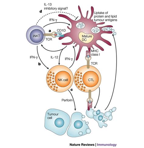 Inkt Cell Mediated Tumour Rejectioninvariant Natural Killer T Inkt