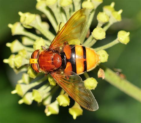 Free Images Flower Insect Fauna Invertebrate Close Up Insects