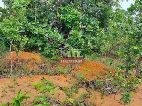 Mil Fazendas Fazenda em Natividade TO 225 Alqueires Dupla AptidÃo