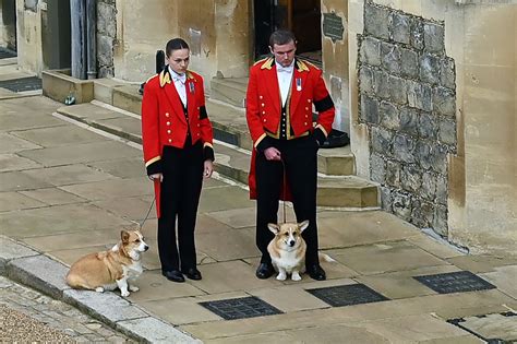 Farewell Master Royal Corgis Bid Queen A Last Goodbye Watch