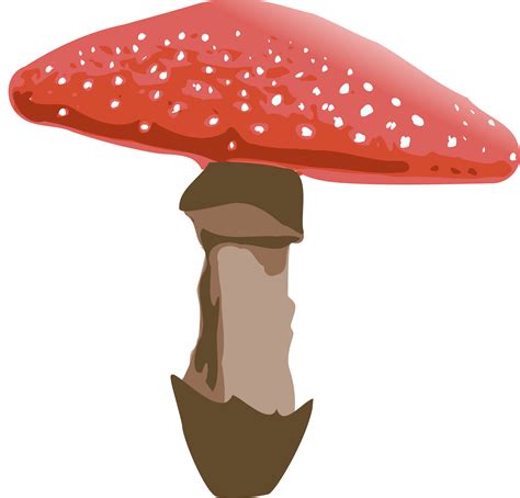 Mushroom Clipart Transparent Background Mushroom Transparent