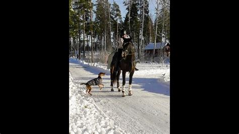 Rider P Grusv Gar Med Sn Och Hunden F Ljde Med Youtube