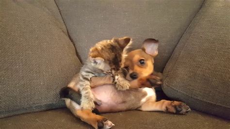 Puppy and kitten playing - YouTube