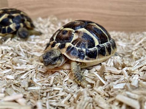 Best Bedding For Tortoise 2021 [Review & Guide]: How Often Should I ...