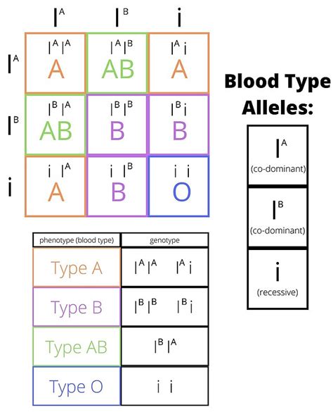 Fileabo Blood Group Phenotypes Wikimedia Commons